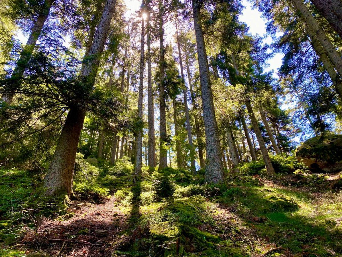 Zur Bierliebe - Mit Toller Aussicht Im Herzen Des Schwarzwaldes Apartment